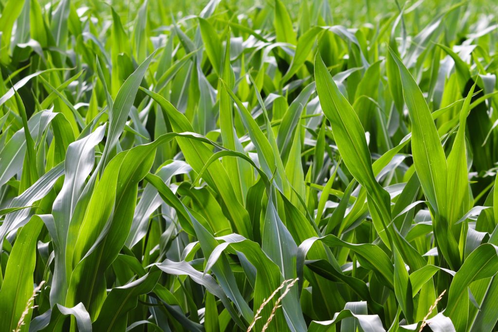 bioplastiques